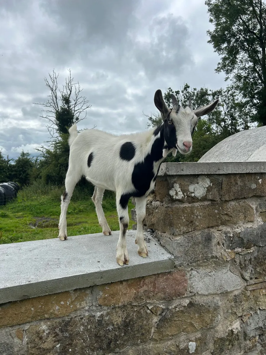 Goats - Image 4