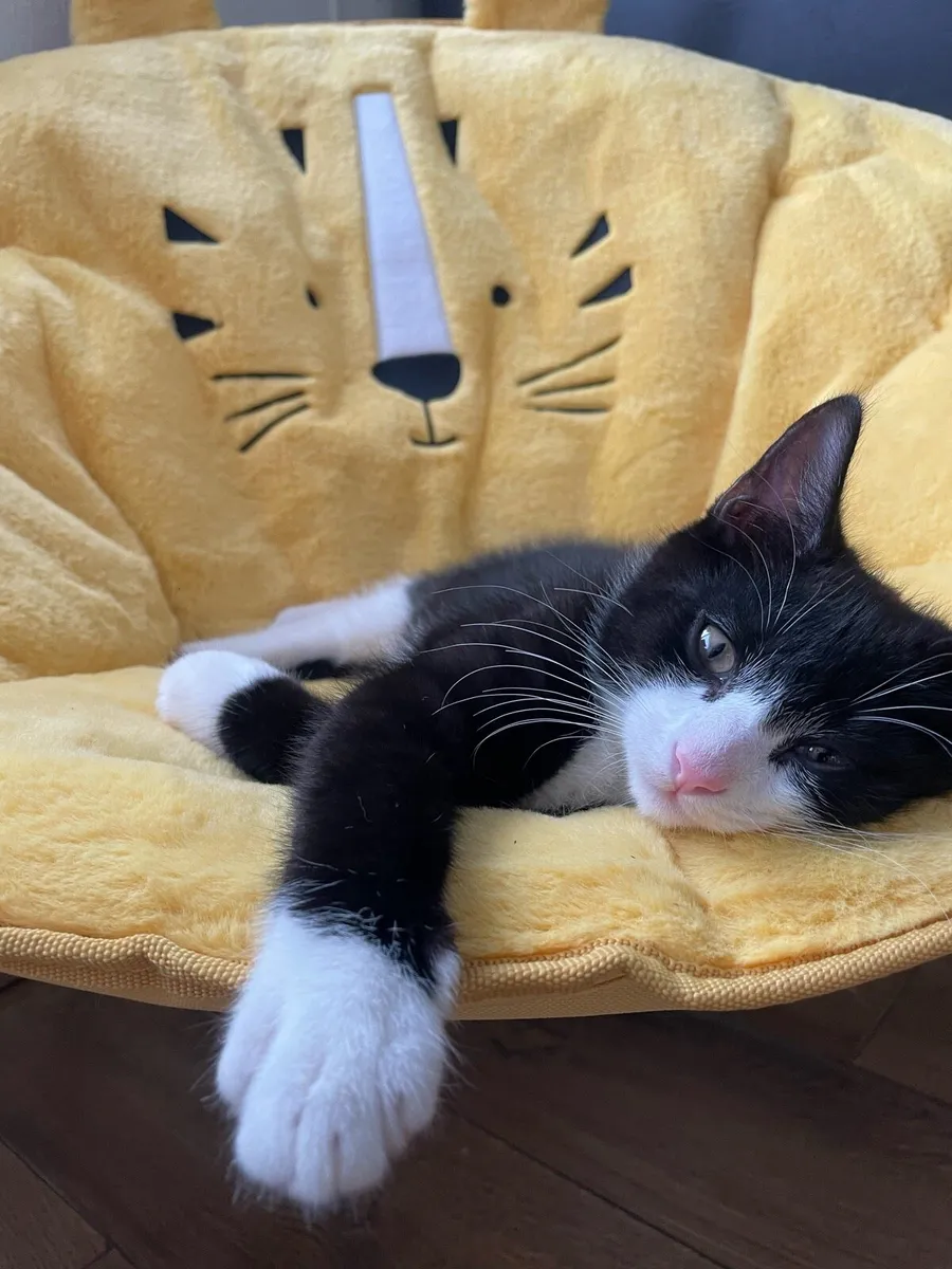 Kittens - Image 1