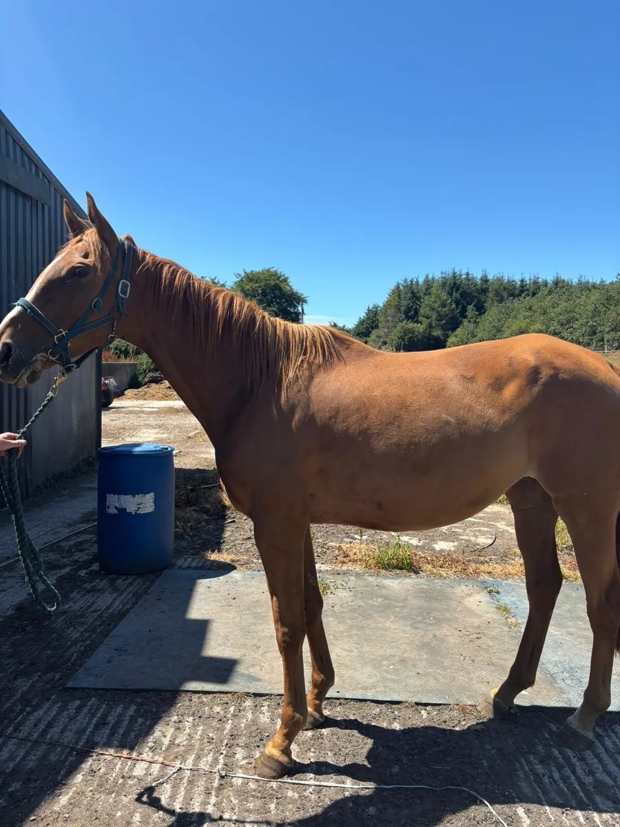 Horse - Image 1