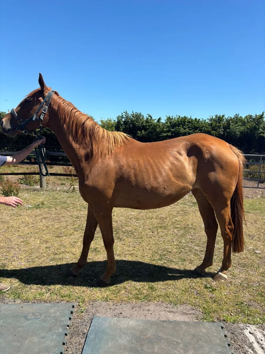 Horse - Image 2