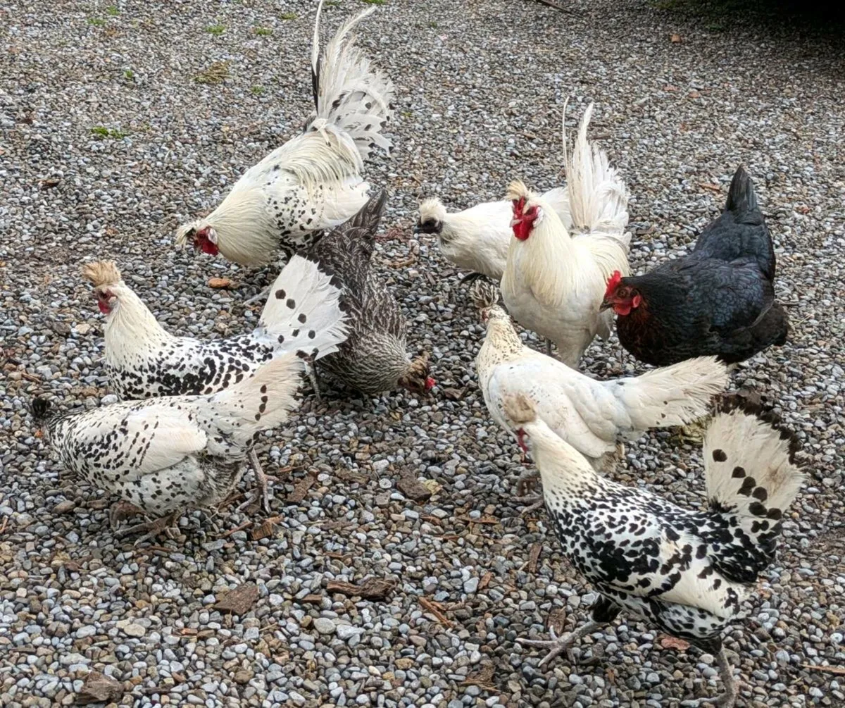 Appenzeller hatching eggs for sale.