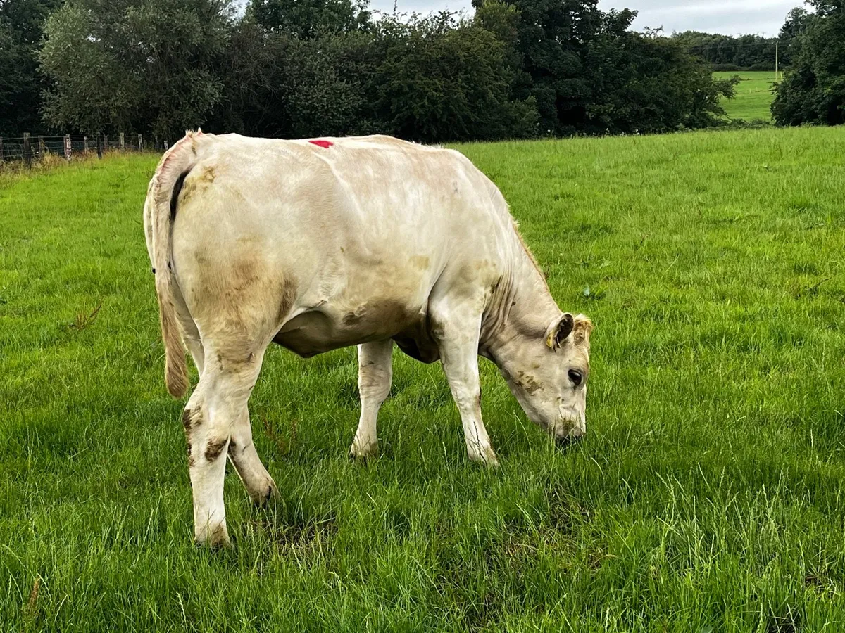 Livestock - Image 2
