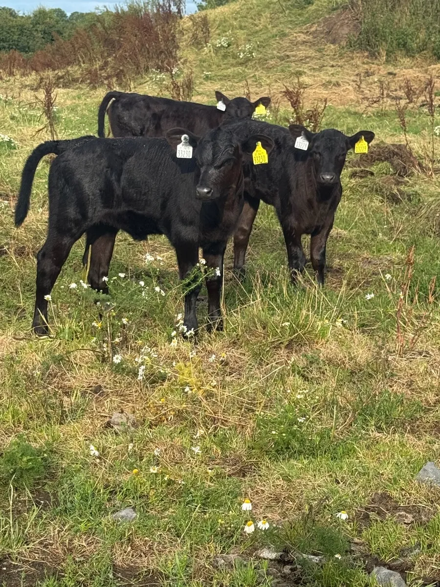 Livestock - Image 1