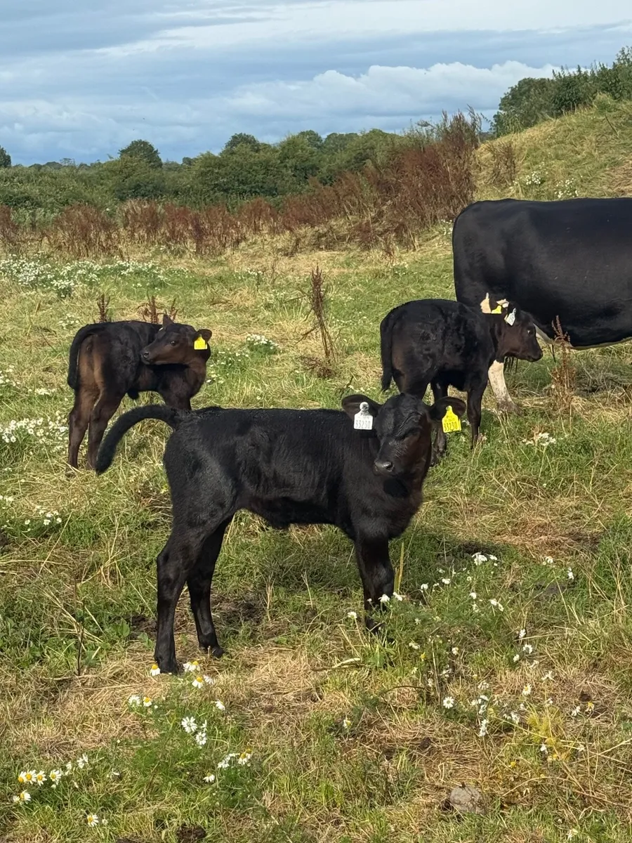 Livestock - Image 2