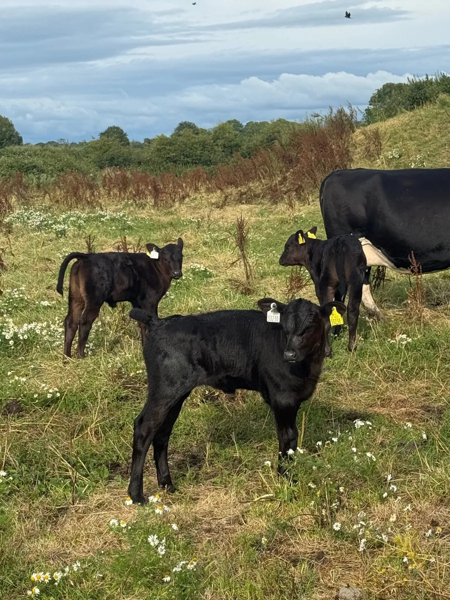 Livestock - Image 3