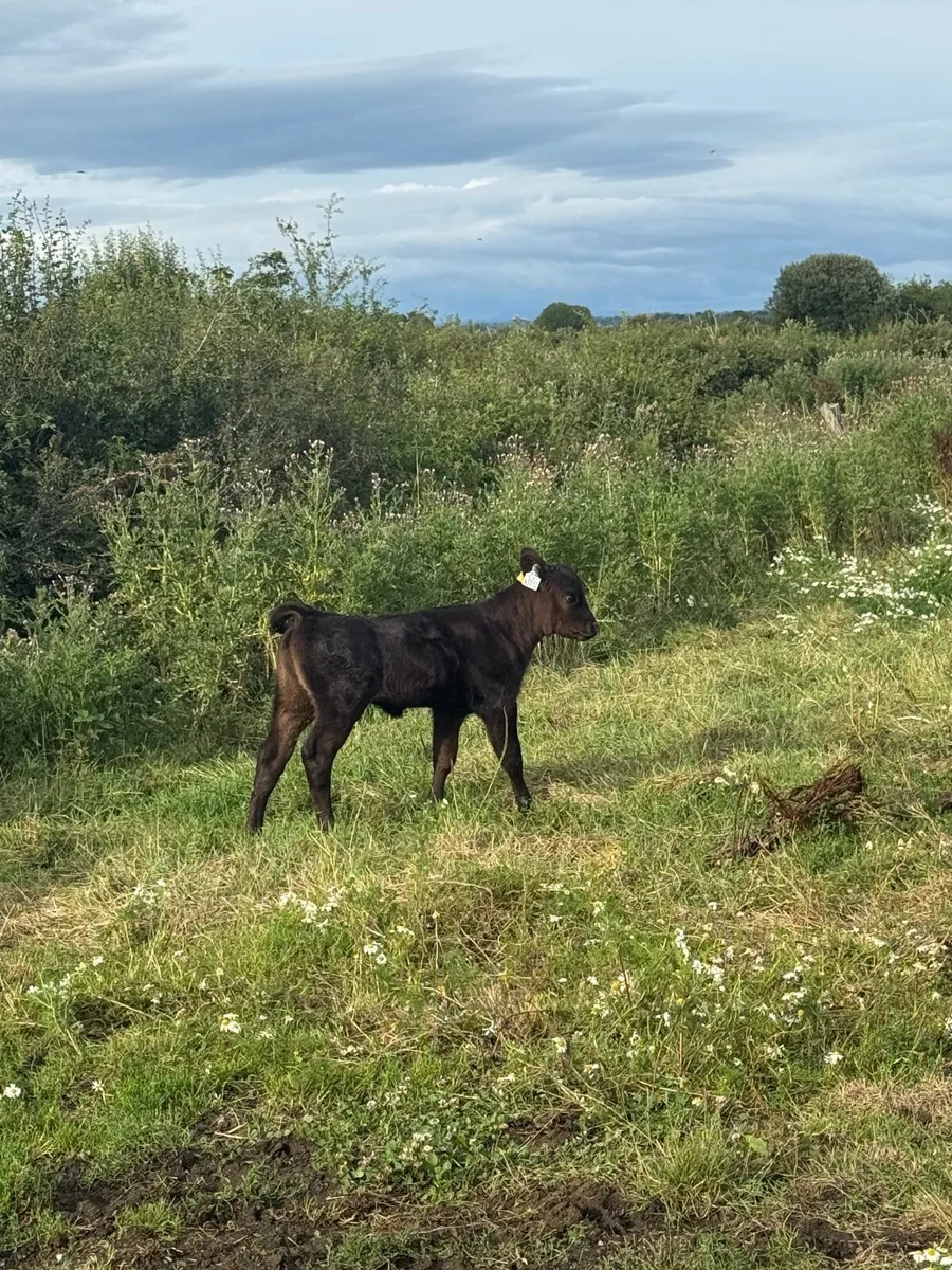 Livestock - Image 4