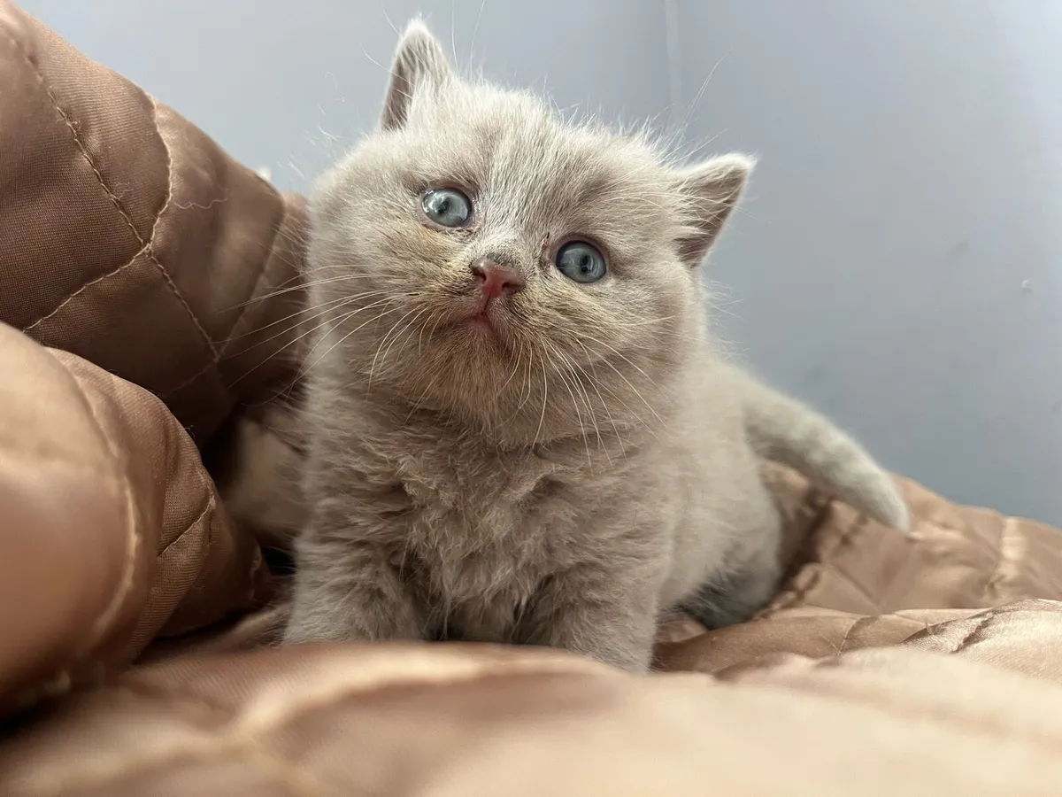 Lilac British shorthair kittens - Image 1