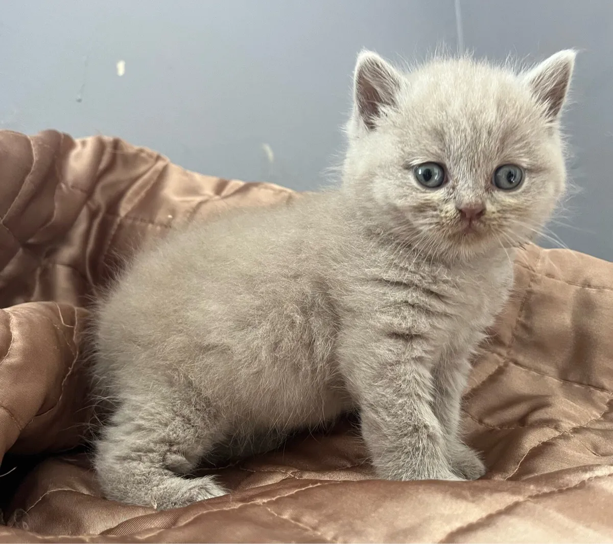 Lilac British shorthair kittens - Image 2