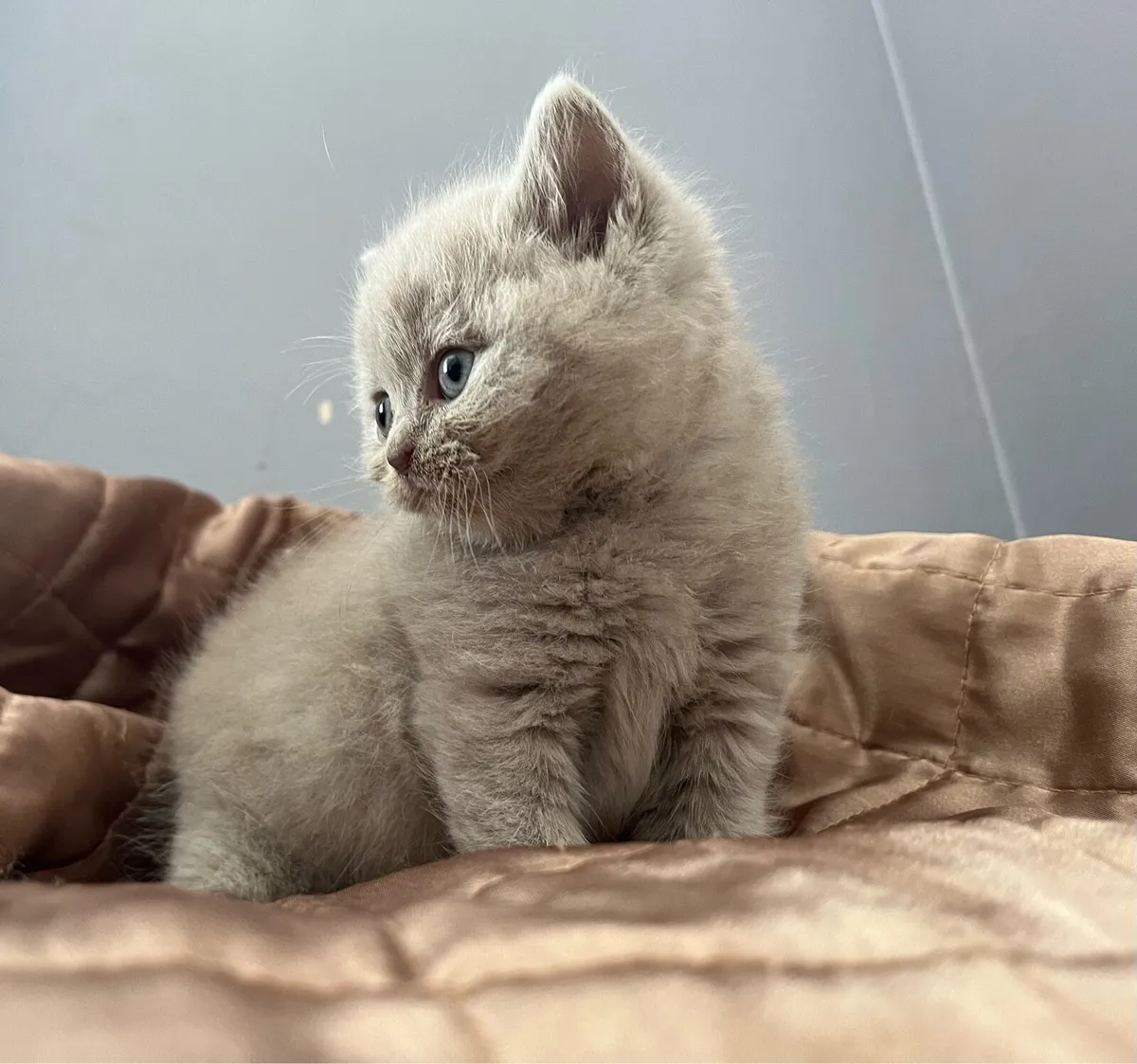 Lilac British shorthair kittens - Image 3