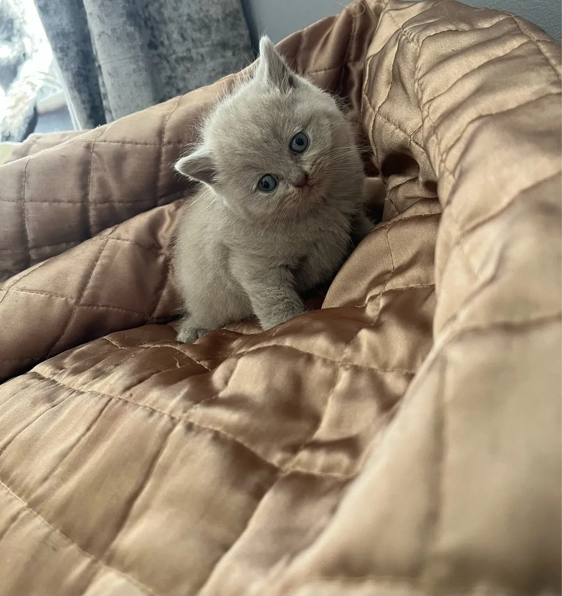 Lilac British shorthair kittens - Image 4
