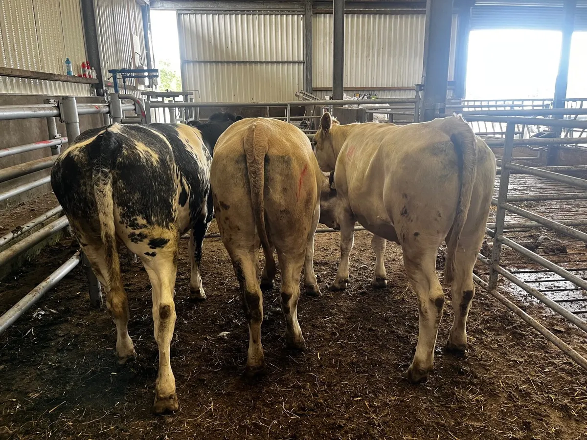 Livestock - Image 1