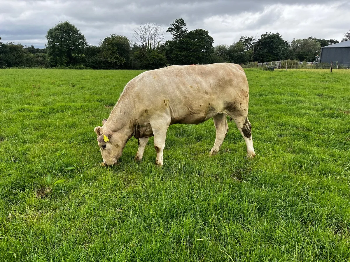 Livestock - Image 3