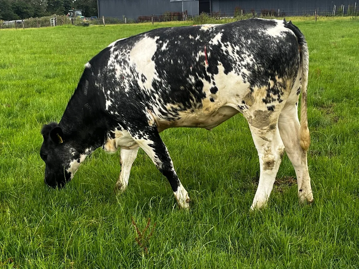 Livestock - Image 4
