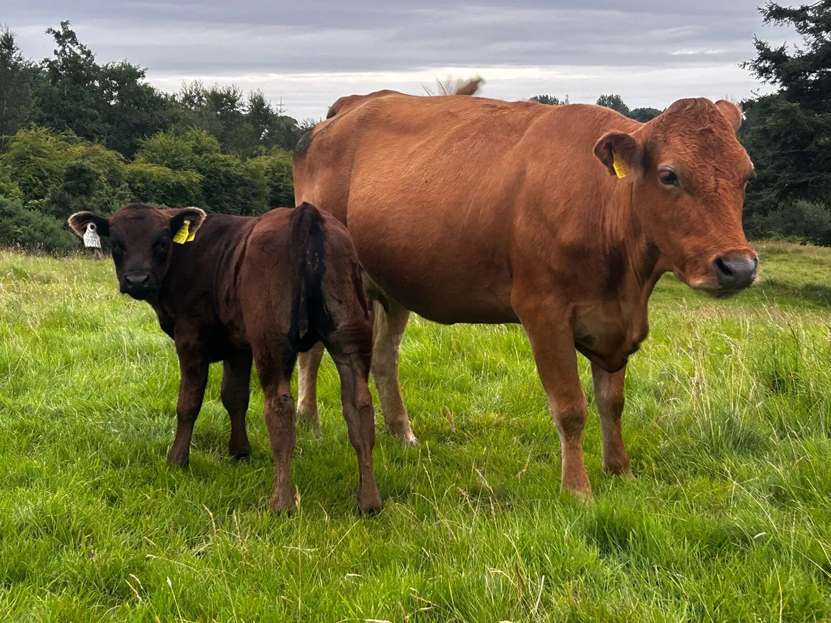 Limousin Cow & Bull Calf At Foot - Image 1