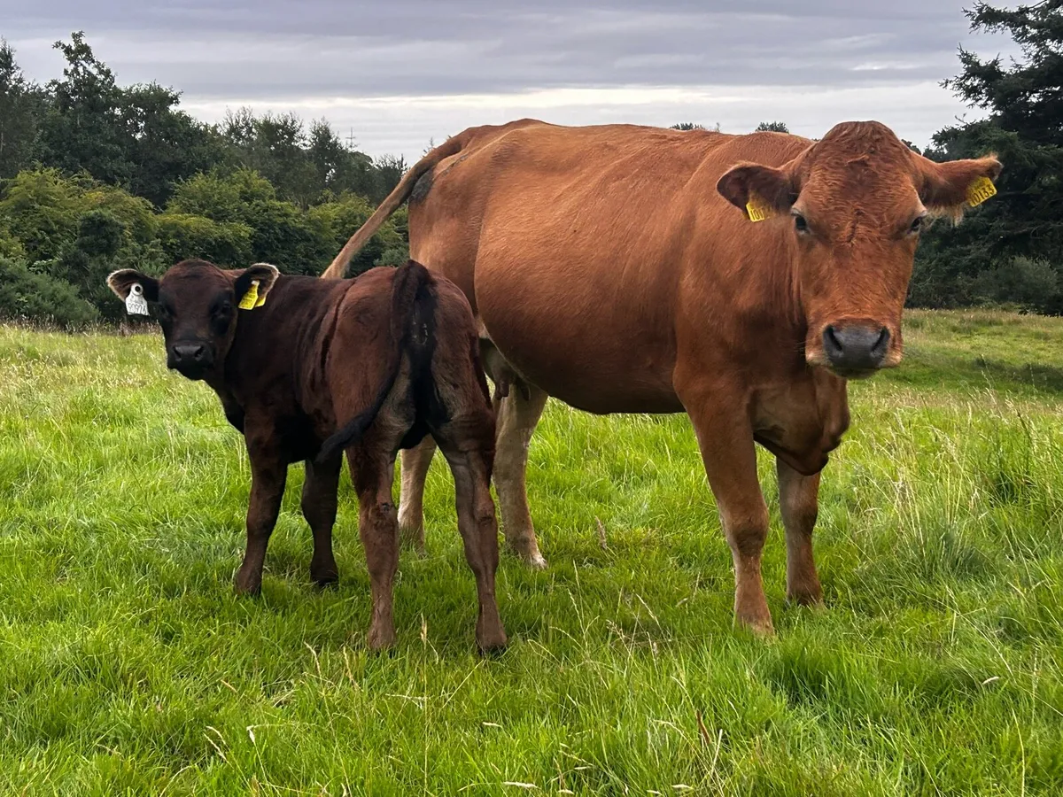 Limousin Cow & Bull Calf At Foot - Image 2