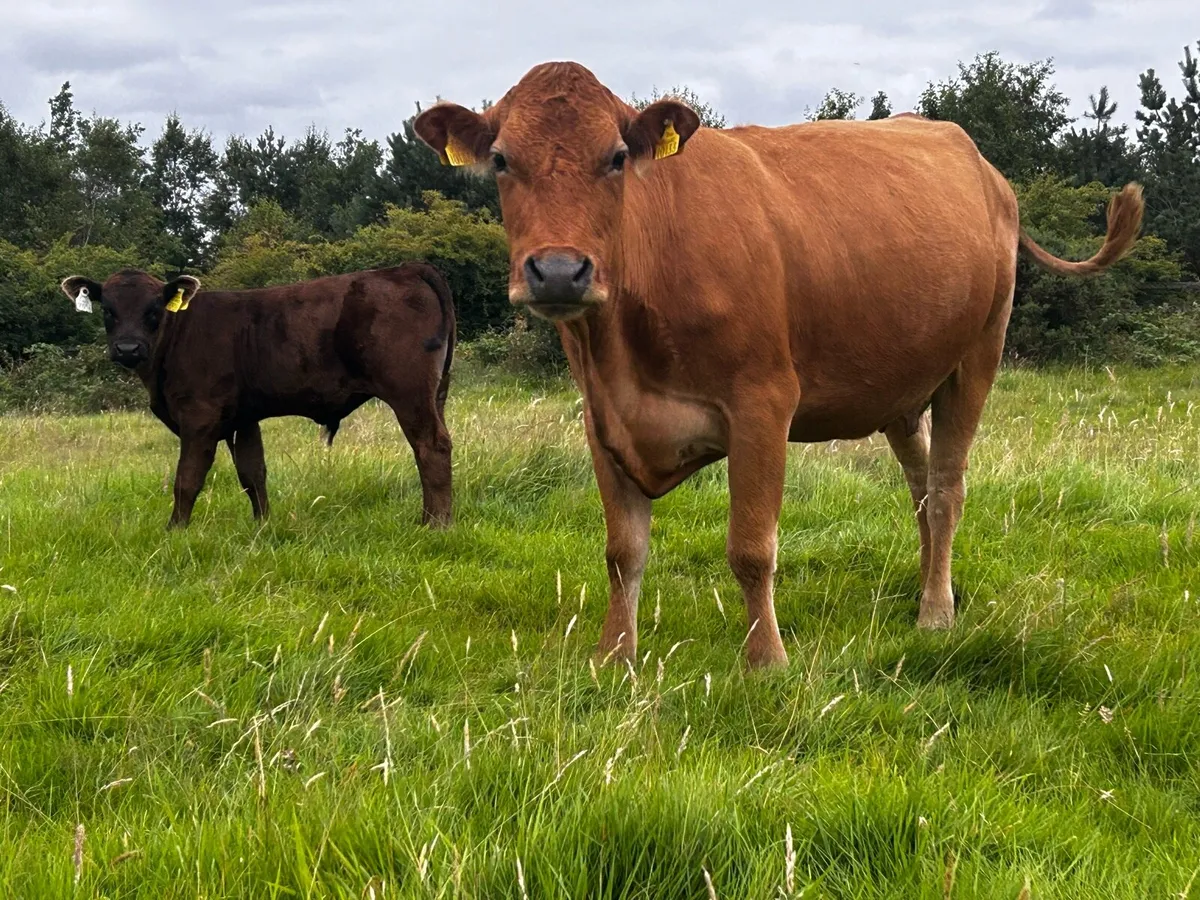 Limousin Cow & Bull Calf At Foot - Image 3