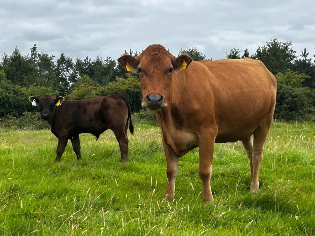 Limousin Cow & Bull Calf At Foot - Image 4