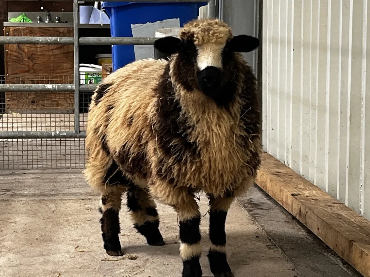 Sheep - Image 2