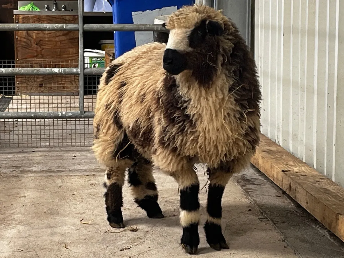 Sheep - Image 3