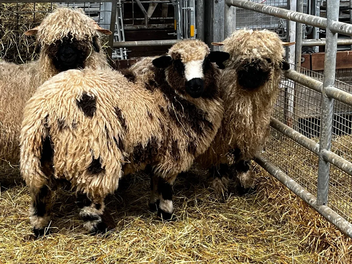 Sheep - Image 1