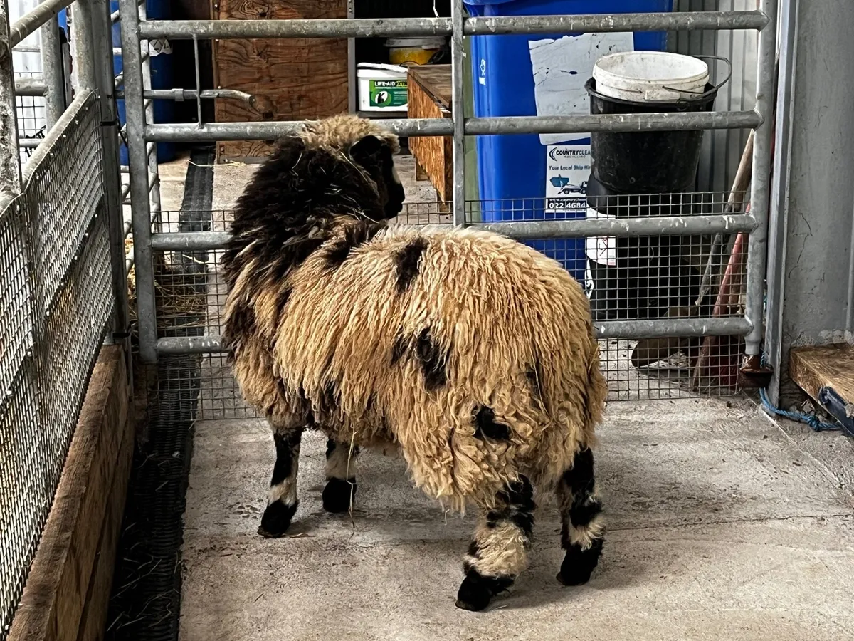 Sheep - Image 4