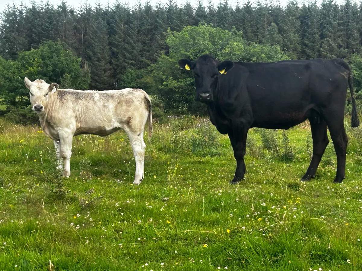 Cow And Heifer Calf At Foot, - Image 1