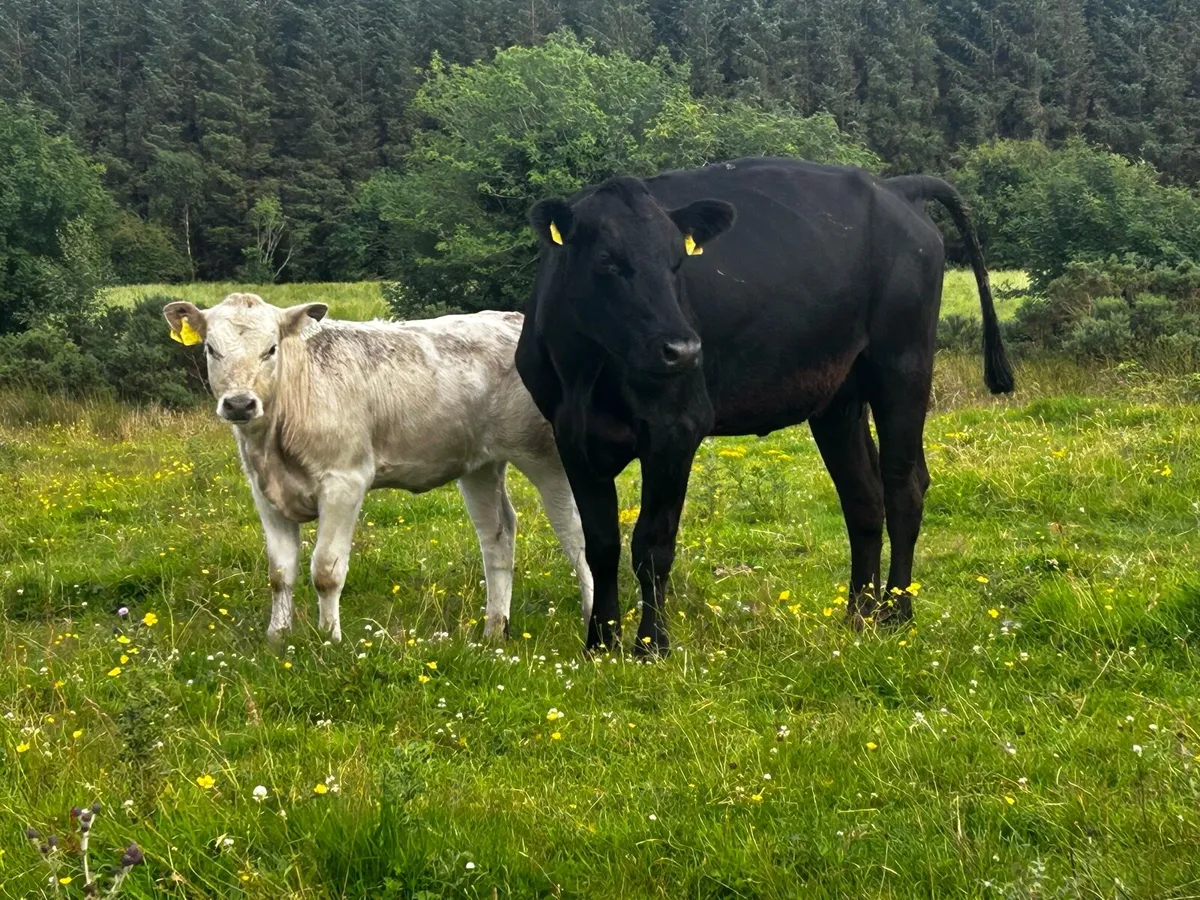 Cow And Heifer Calf At Foot, - Image 2