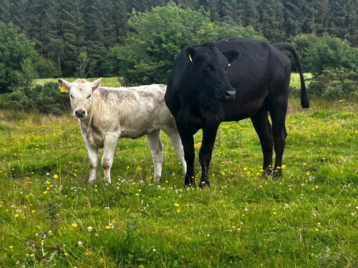 Cow And Heifer Calf At Foot, - Image 3