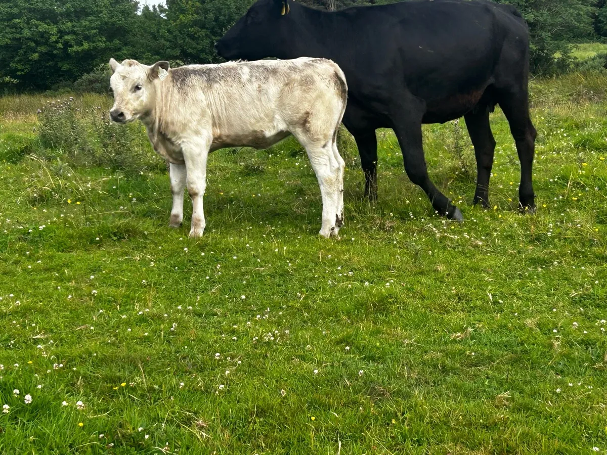 Cow And Heifer Calf At Foot, - Image 4
