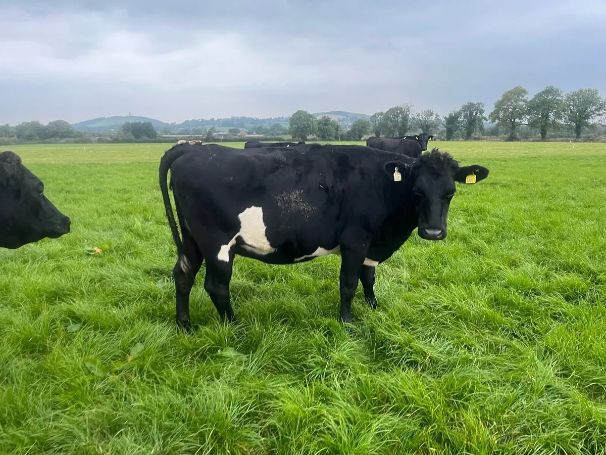 Contract heifer rearing - Image 4