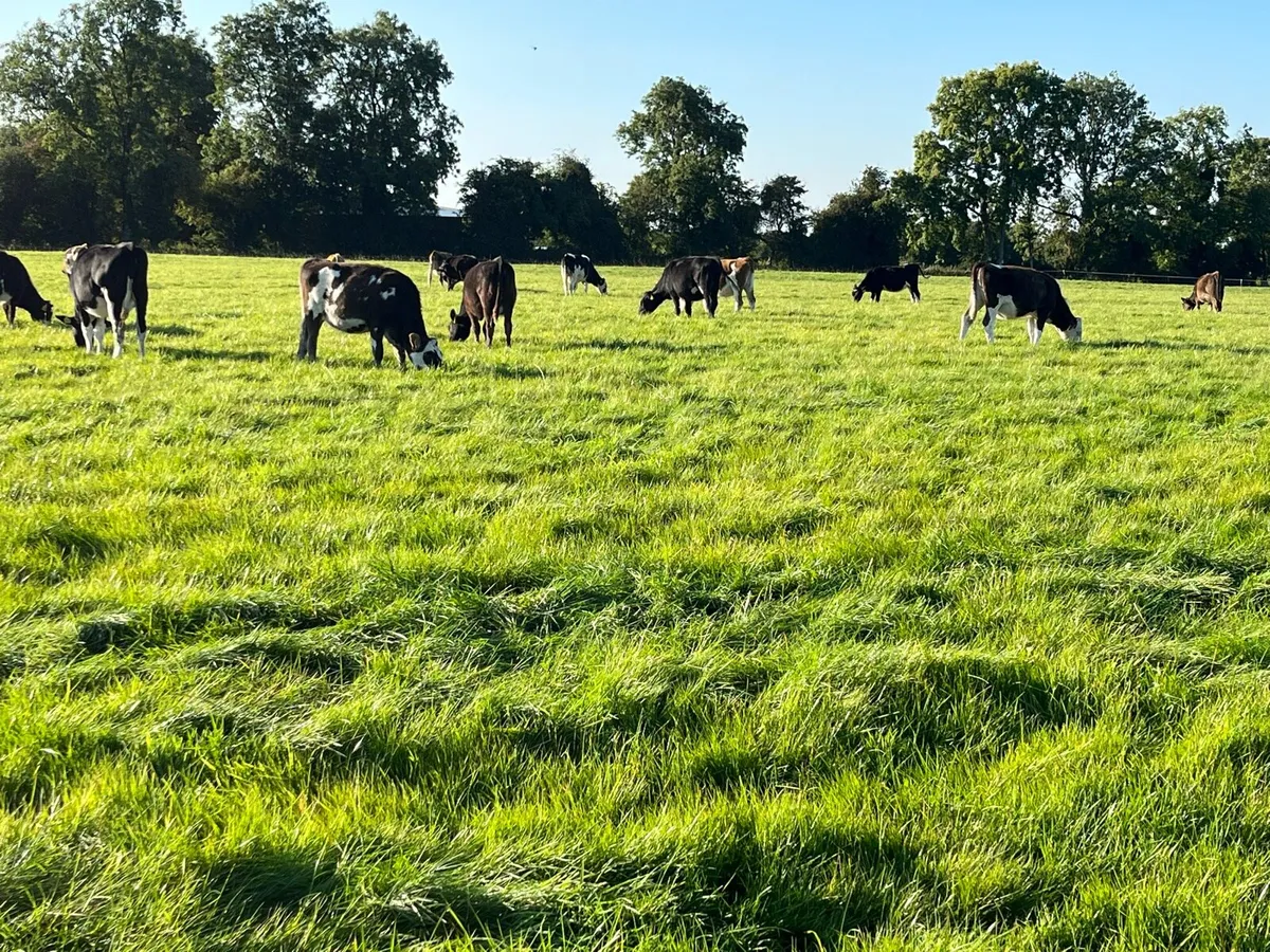 Contract heifer rearing - Image 2