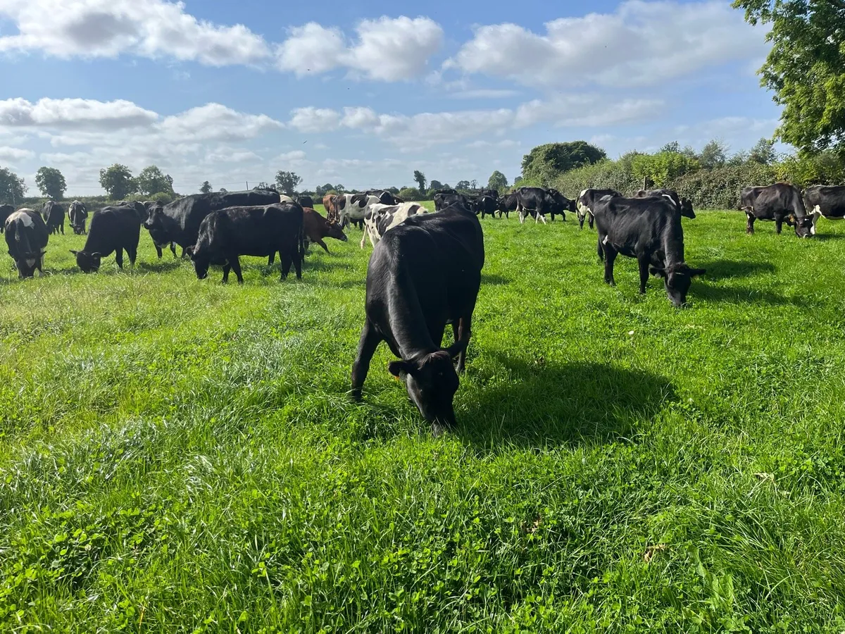 Contract heifer rearing - Image 1