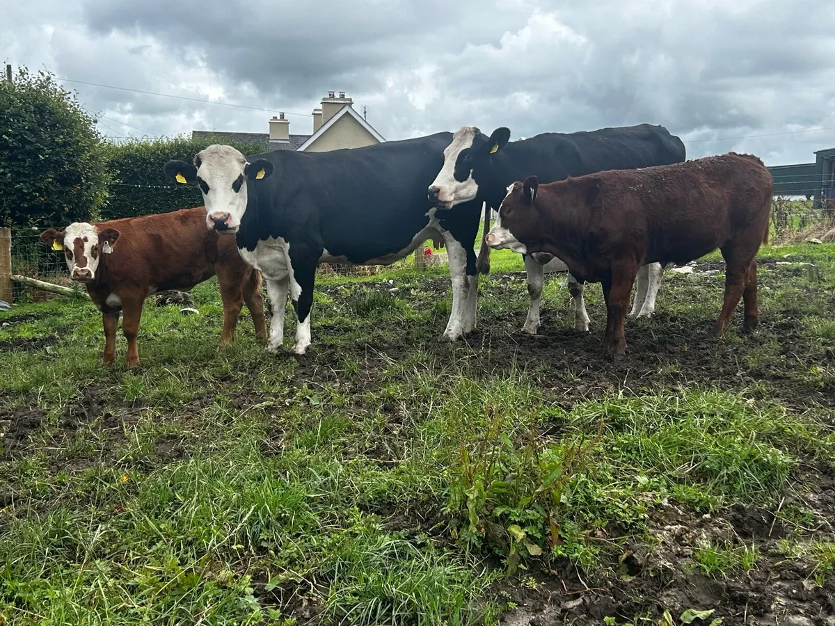 4 Star Hereford Cows & Heifer Calfs At Foot - Image 1