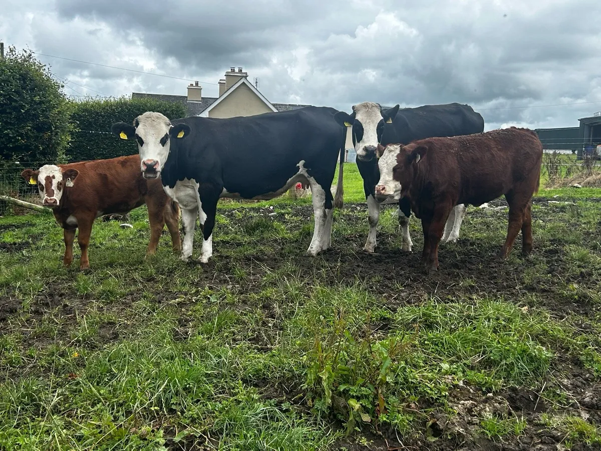 4 Star Hereford Cows & Heifer Calfs At Foot - Image 2