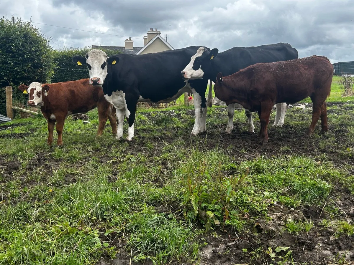 4 Star Hereford Cows & Heifer Calfs At Foot - Image 3