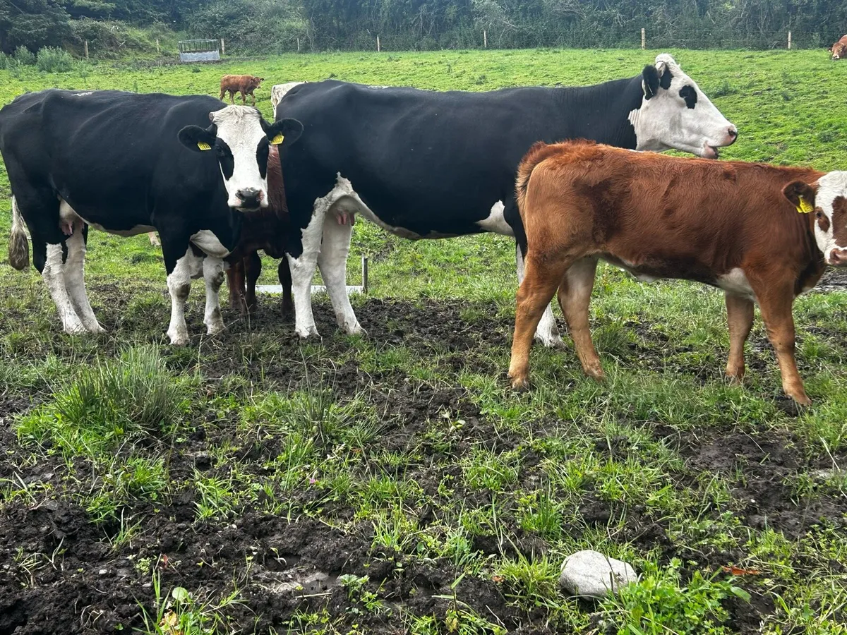 4 Star Hereford Cows & Heifer Calfs At Foot - Image 4