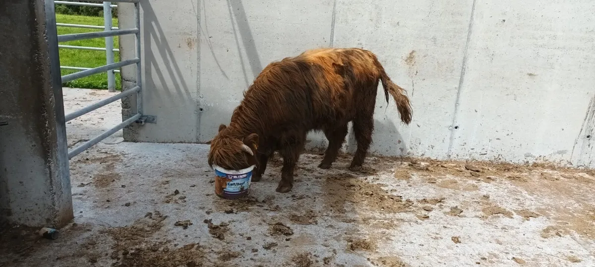 cattle - Image 1