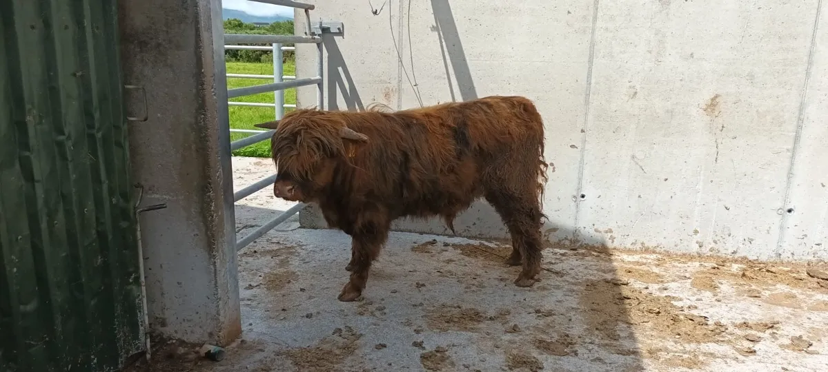 cattle - Image 2