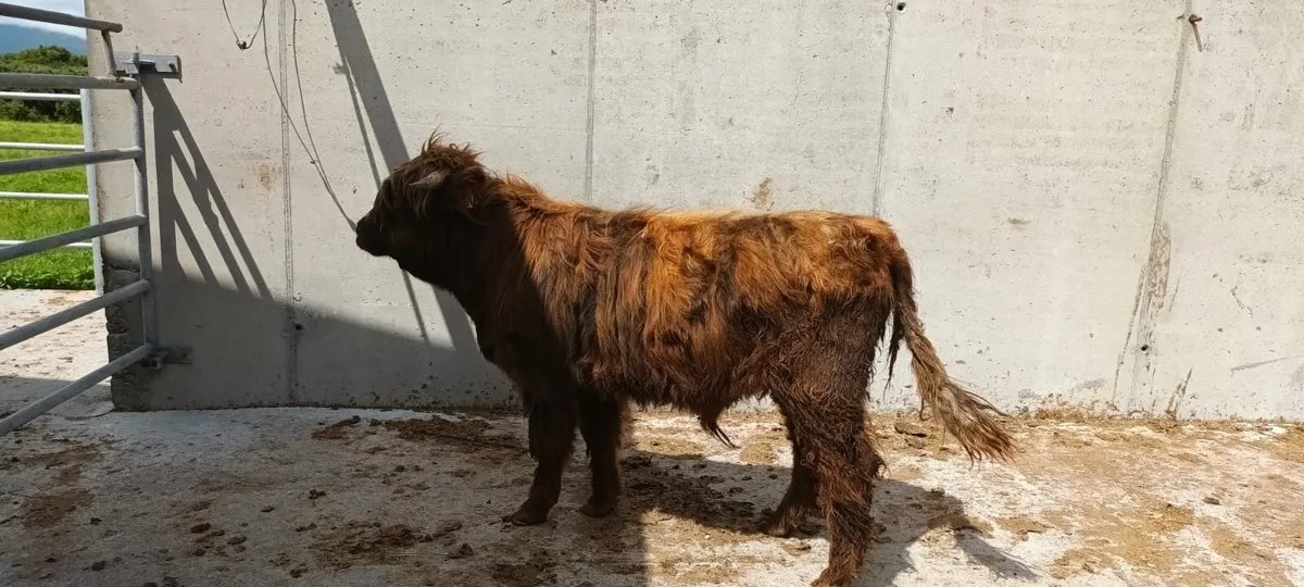 cattle - Image 3