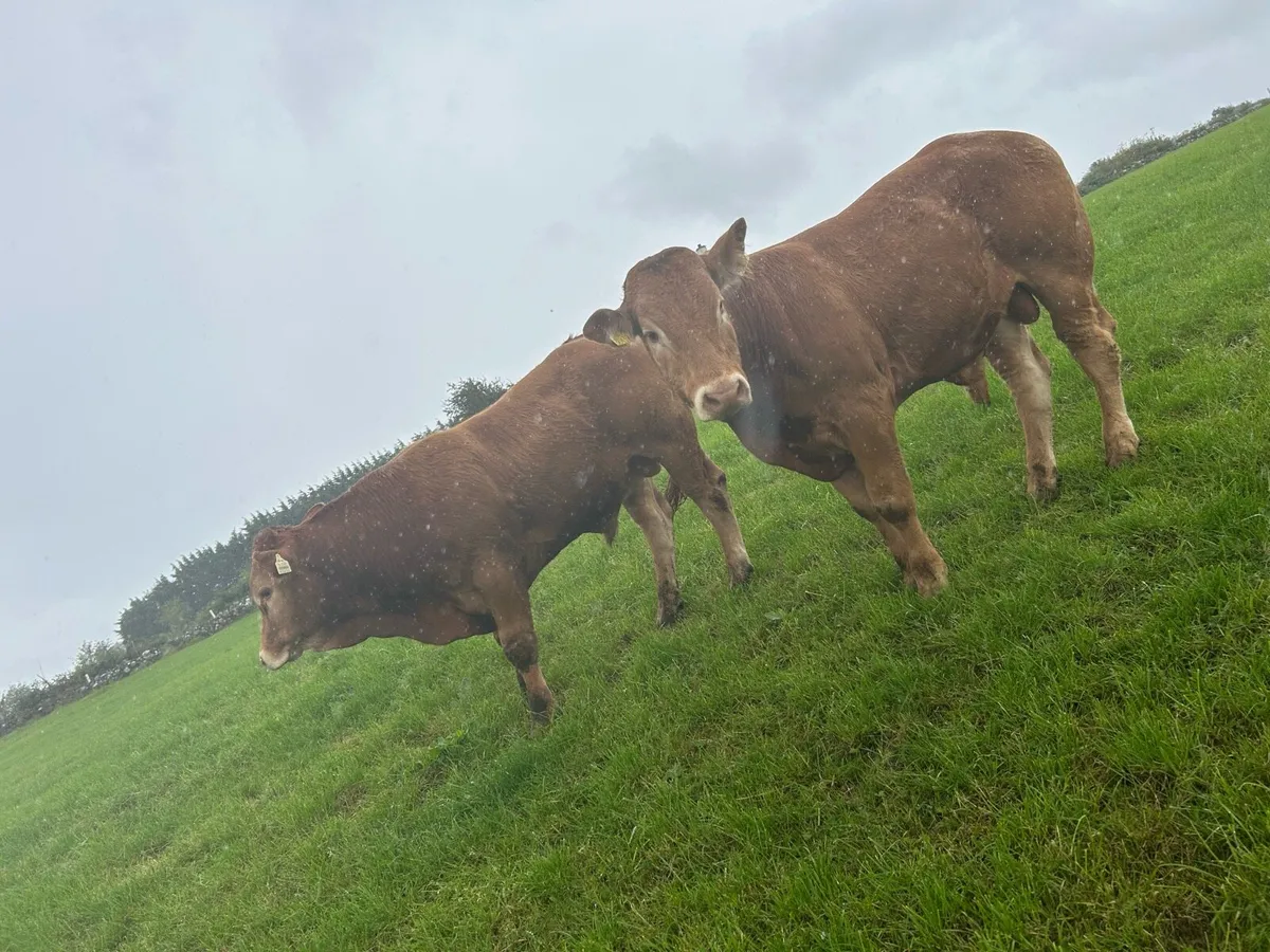 Pbr Limousin bulls - Image 2