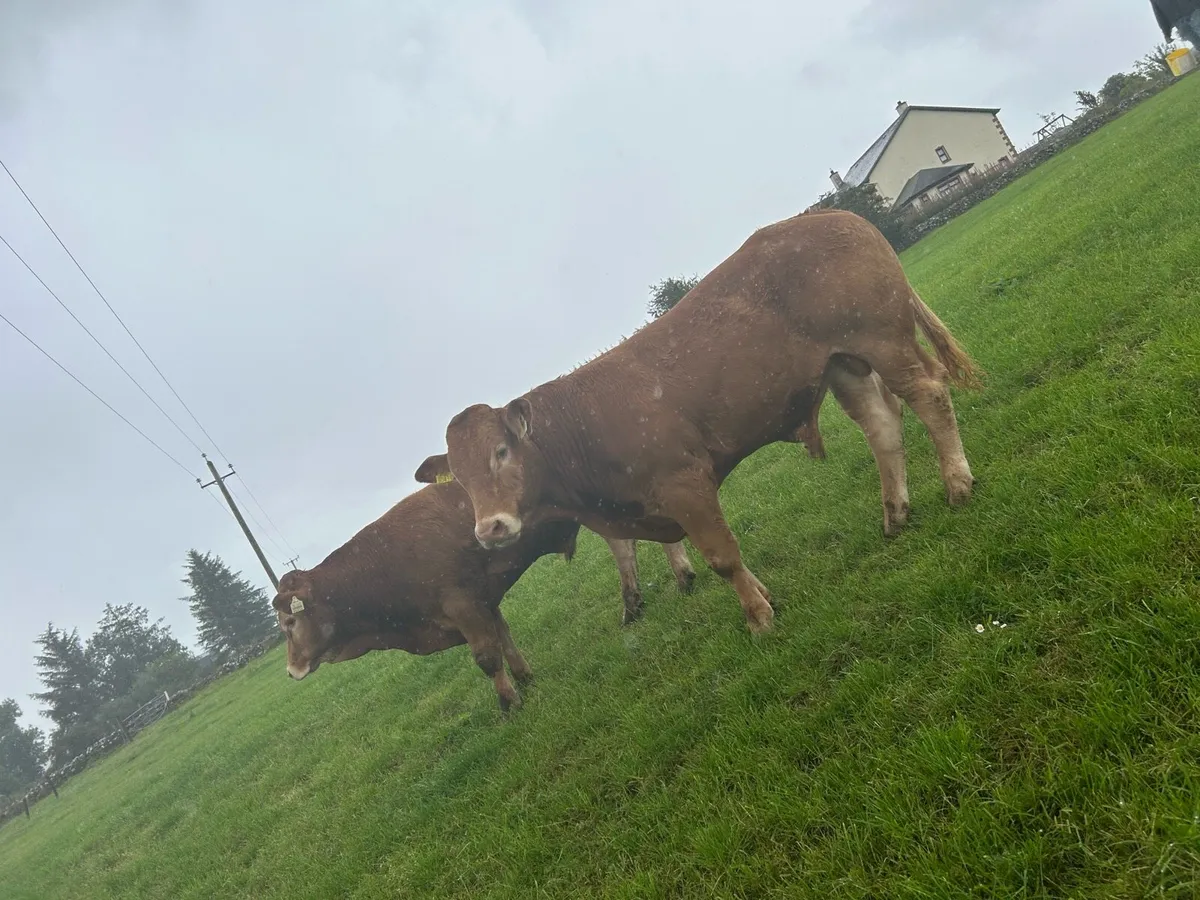 Pbr Limousin bulls - Image 1