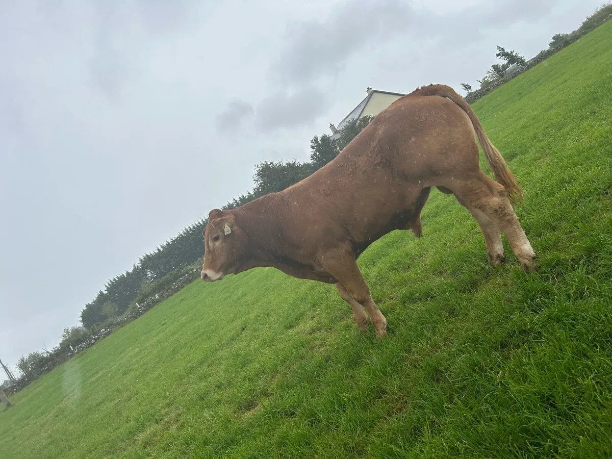 Pbr Limousin bulls - Image 3