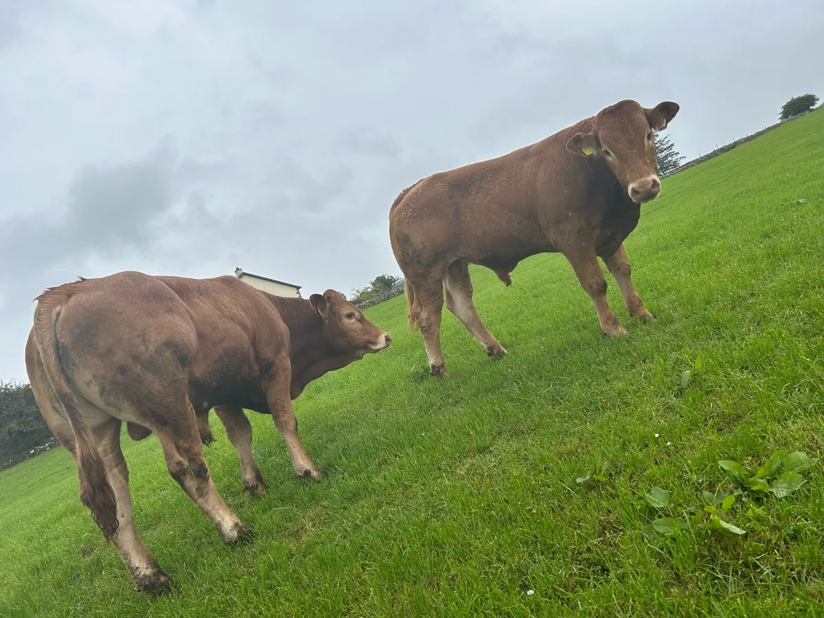 Pbr Limousin bulls - Image 4