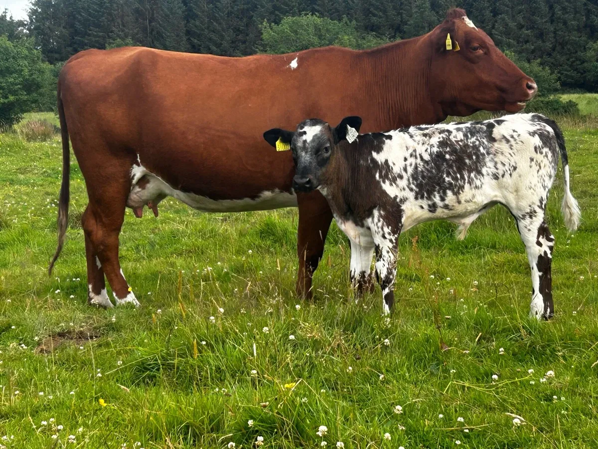 Roan Heifer And Belgium Blue Bull Calf At Foot - Image 1