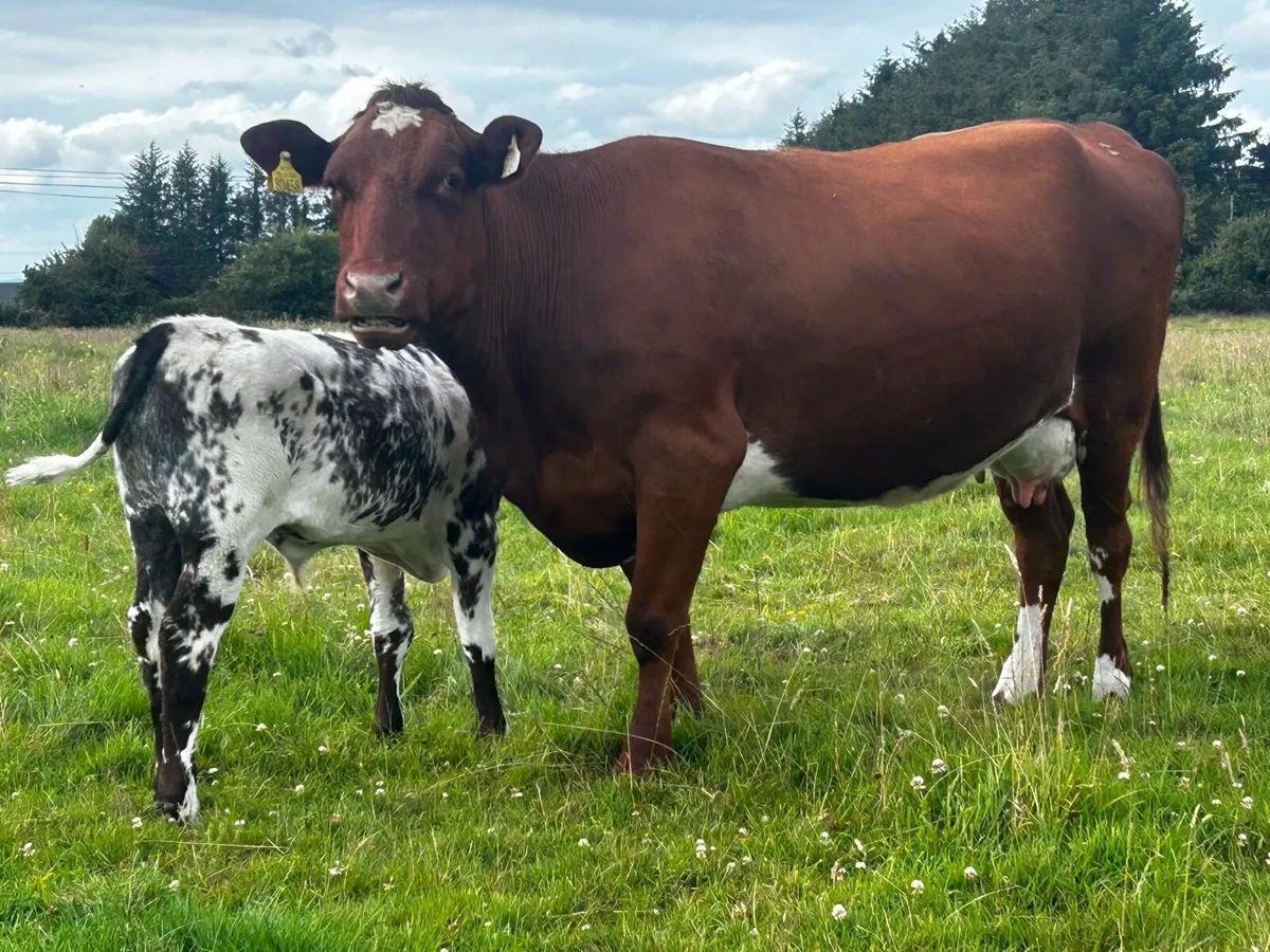 Roan Heifer And Belgium Blue Bull Calf At Foot - Image 2