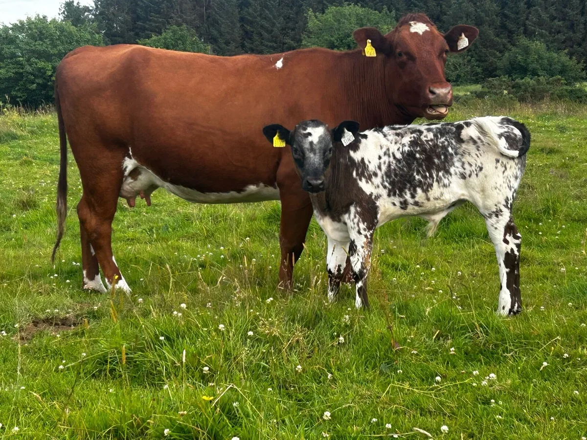 Roan Heifer And Belgium Blue Bull Calf At Foot - Image 3