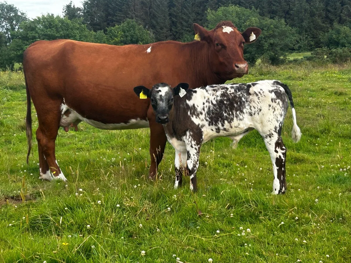 Roan Heifer And Belgium Blue Bull Calf At Foot - Image 4