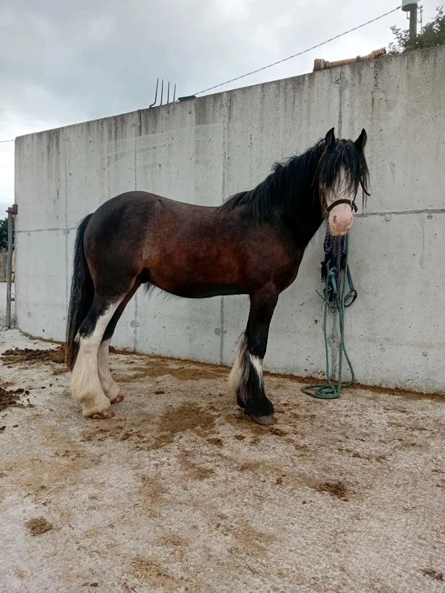 Two year old cob gelding - Image 2