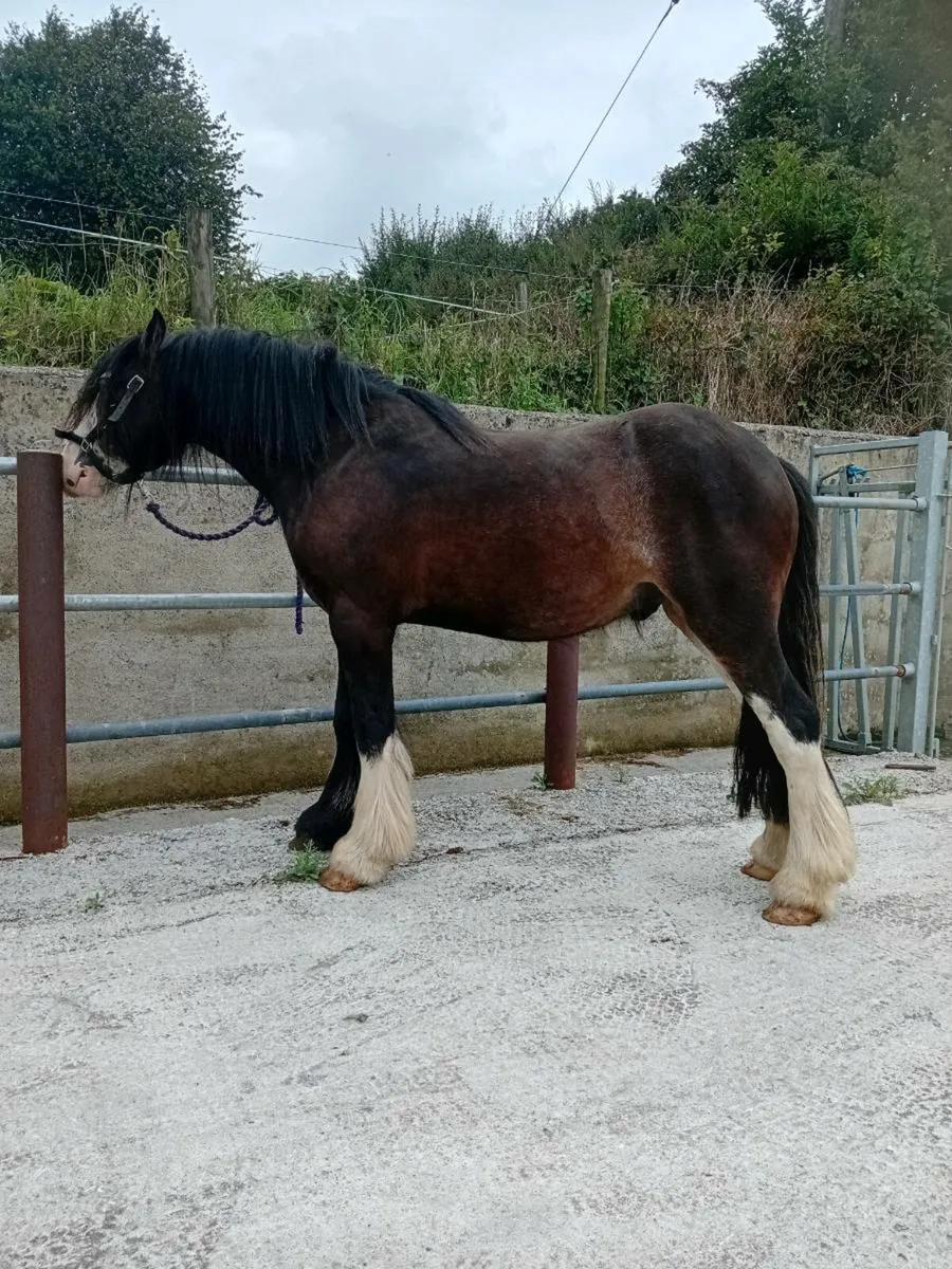 Two year old cob gelding - Image 3