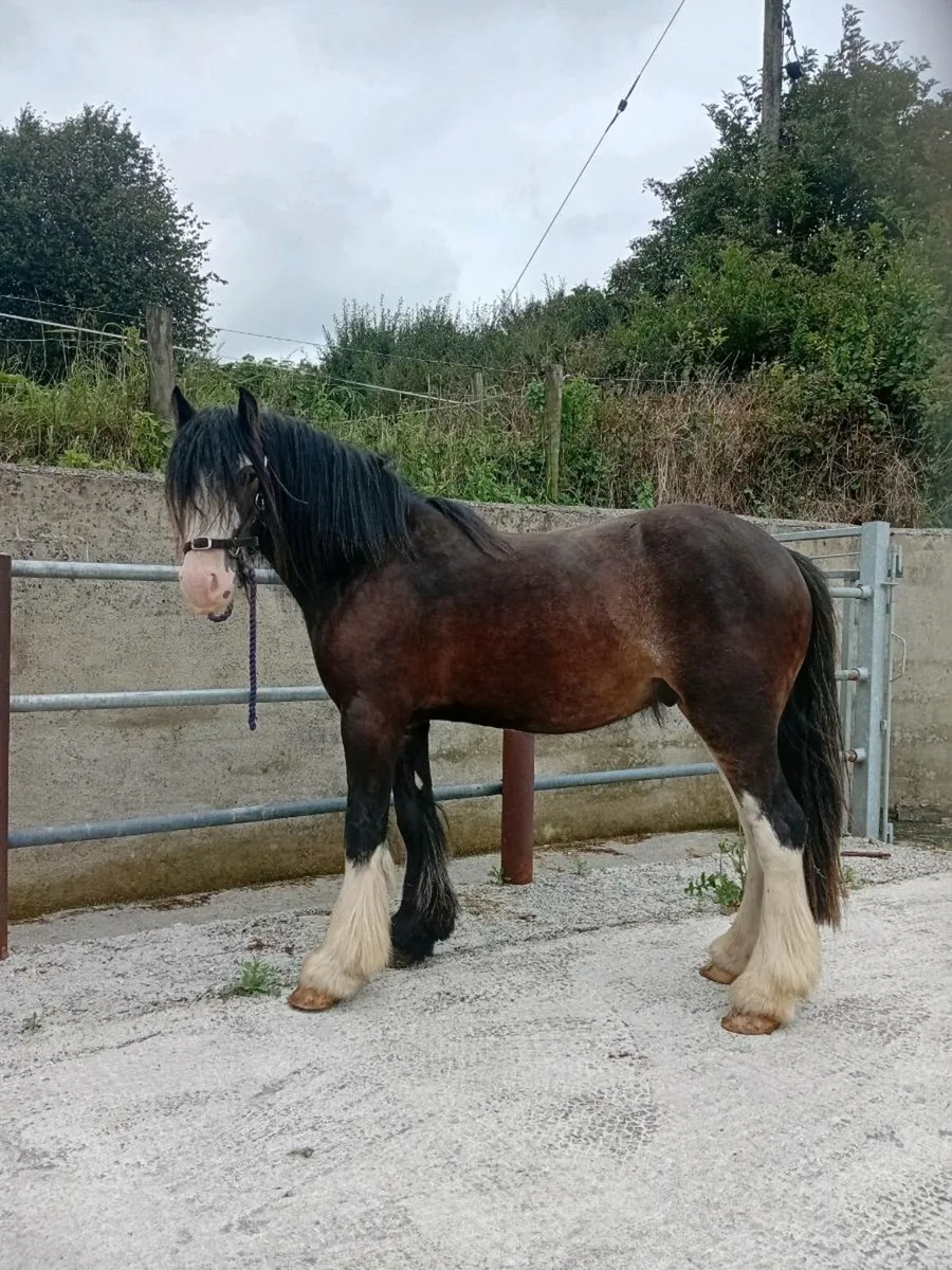 Two year old cob gelding - Image 4
